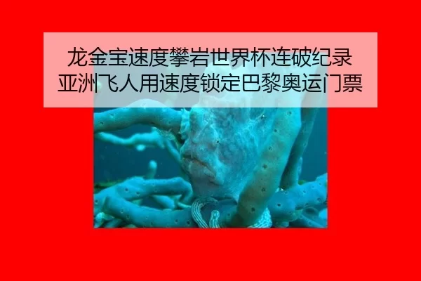 龙金宝速度攀岩世界杯连破纪录 亚洲飞人用速度锁定巴黎奥运门票